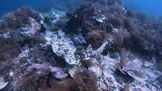 Wobbegong Indonesia Raja Ampat Nov 2023 [upl. by Letisha]