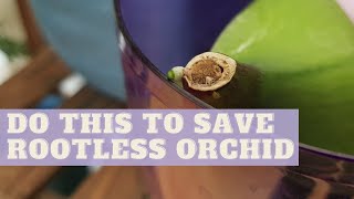 How To Save Orchids WITHOUT ROOTS  ROOTLESS Phalaenopsis Orchids [upl. by Raseac]