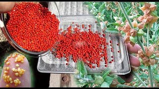 Ashwagandha Berry  How To Harvest Dry amp Uses [upl. by Ravilob]