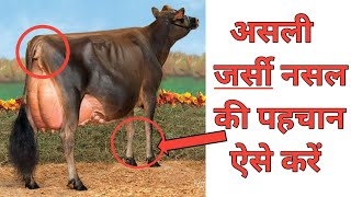 How to identify pure jersey breed । असली जर्सी नसल की गाय की पहचान कैसे करें VEER DAIRY FARM । [upl. by Markson412]