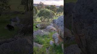 Sounds From Our Rocky Bushland mistletoehillfarm [upl. by Pietrek]