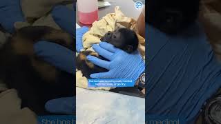 UPDATE Baby Howler Monkey Pulled From Dead Mothers Arms [upl. by Vinna]