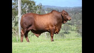 Vale View 2791  Lot 270 February All Breeds Bull amp Female Sale [upl. by Germin745]