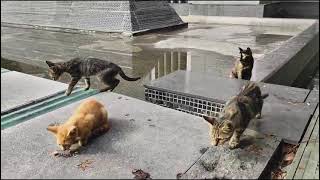 I am Feeding a Clowder of Cats one Kitten Attacks me [upl. by Redla]