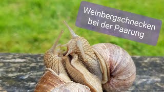 Weinbergschnecken bei der Paarung  wissenschaftlichromantisches Video in Echtzeit ❤️🐌🐌❤️ [upl. by Kathryn611]