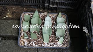 산세베리아 번식 엽삽 방법  삽목 잎꽂이 요령 sansevieria propagation [upl. by Ennaeirrac]