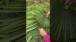 Manganese steel knife cutting process of palm leaves Good tools can increase work efficiency [upl. by Hungarian839]