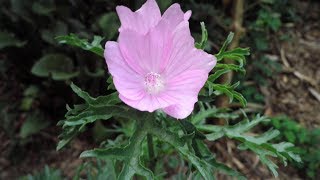 Growing Malva Moschata An Uncommon and Underutilized Permaculture Plant [upl. by Delcina852]