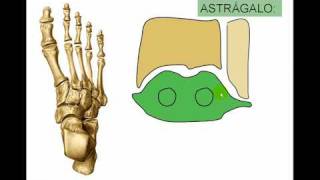 OSTEOLOGIA DE MIEMBRO INFERIOR 11avi [upl. by Telfore]