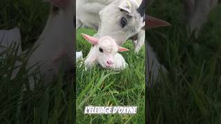 Nuage chèvre miniature blanche et son petit aussi blanc quelle 😊 lelevagedoxyne goat puppy [upl. by Ellerad]