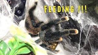 Why my Avics are never in Feeding Videos [upl. by Iams]