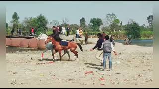 New Horse Training At Horse Club Uqaab  Lucknow [upl. by Terr58]