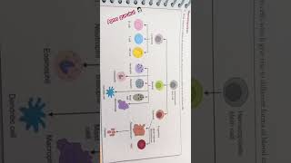 PROCESS OF HEMATOPOIESIS haematology HEMATOPOIESIS RBCBLOOD [upl. by Prendergast242]