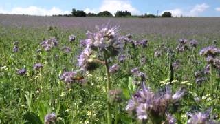 Honig von Phacelia bei BienenProdukte24de [upl. by Latterll]