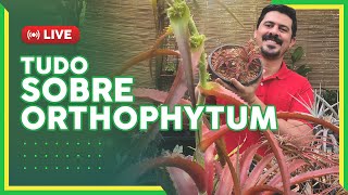 TUDO SOBRE ORTHOPHYTUM [upl. by Jermain]