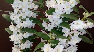 ¿Cómo cultivar una Orquídea Dendrobium Nobile y tener una excelente Floración [upl. by Larochelle]