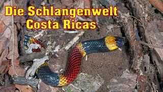 Korallenschlange beißt zu  Schlangenwelt Costa Ricas  Outtakes [upl. by Oiramrej987]