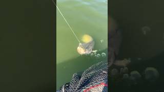 Wallerzeit am Edersee 🎣🎣🍀🍀 fishing angeln edersee catfish [upl. by Goldin]