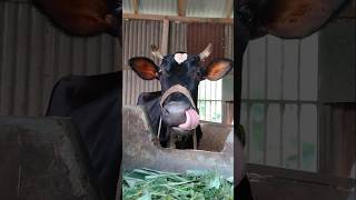 Cow Milking Videoscow bgmi bmw milk moderndairymachines motivation memes love [upl. by Regdirb]