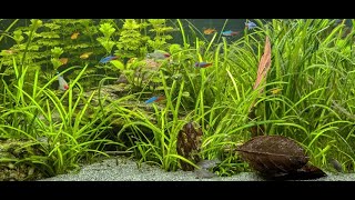 13 Month Father Fish Tank Update • Corydoras amp Ember Tetra Behavior • No water changes [upl. by Joscelin]