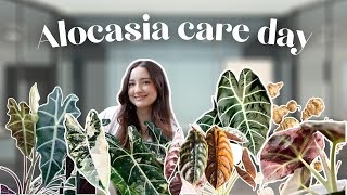 Alocasia Care Day Propagating Repots Corm Digging amp Flushing [upl. by Spracklen]