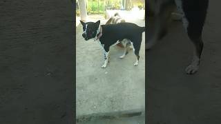 dog rottweiler pitbul 🐶viralvideogermanshepherd shors [upl. by Nauqram]