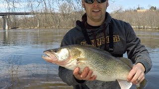 GIANT Mississippi River Walleye  Pool 2 MN [upl. by Gwen719]