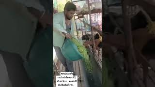 Feeding the food for sheep and goats  How to feeding food in sheep and goats  Kannada  comedy [upl. by Zolnay286]