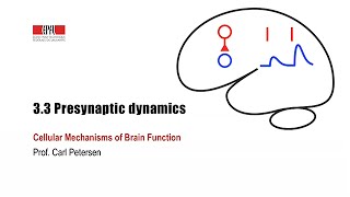 33 Presynaptic dynamics [upl. by Acinehs]