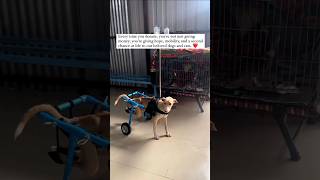 Dog’s Wheelchair Transforms Life 🐶✨🌟  Dog Rescue  Animal Rescue DogWheelchair HappyDog shorts [upl. by Georgina]