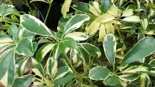 Schefflera arboricola  Schefflera variegated  outdoor houseplant [upl. by Ludie201]