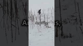 Colonial America Survival amp Transformation ColonialAmerica HistoryShorts AmericanHistory [upl. by Bastian]