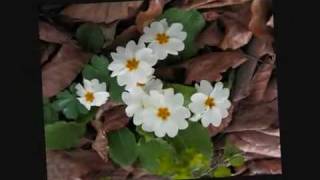 Iranian Folklor Music Ghole Pamchal by  Bijan Bijani [upl. by Ayouqes]