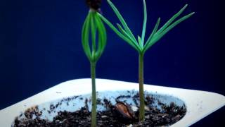 Tree seedling time lapse  Pine amp Chestnut [upl. by Karin]