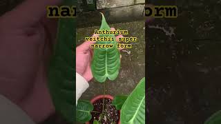 Anthurium veitchii super narrow form [upl. by Ained]