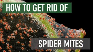 How to Get Rid of Spider Mites 4 Easy Steps [upl. by Gerome]