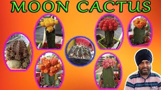 Moon Cactus  Gymnocalycium mihanovichii  Sunlight  Nutrition  Soil  Watering  Cactus care [upl. by Aline]