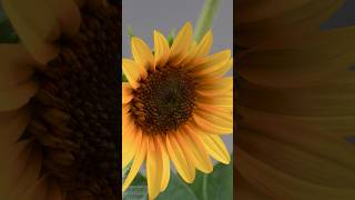 Sunflower 🌻 Time Lapse [upl. by Trauts]