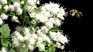 Flowering Plant Video Library Boneset Eupatorium perfoliatum [upl. by Hametaf837]