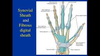 Synovial Sheaths of the hand Ulnar bursa Common flexor synovial sheath and Radial Bursa [upl. by Hennessy855]