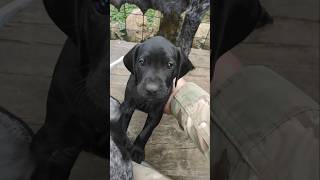 Black Braque Doggies Garden German Shorthaired Pointer Gun Pointing Hunting Dog Small Young Puppies [upl. by Meaghan]