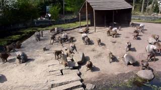 Bavianen voedertijd in Dierenpark Amersfoort [upl. by Trainor]