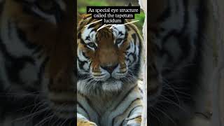 Why Tiger Eyes Glow The Secret Behind Their Night Vision [upl. by Laurel558]