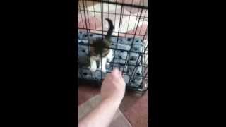 Kitten escapes new cage with ease [upl. by Mindy]