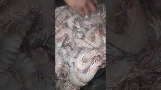 shrimps fishery fish seafood food [upl. by Ydda442]