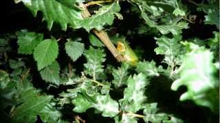 RAINETTE VERTE GRENOUILLE ALPINISTE LES SALERES 66500 PRADES [upl. by Four824]