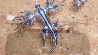 glaucus atlanticus [upl. by Kiker]