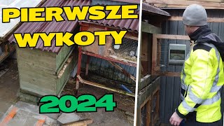 W Świecie Królików 10  Pierwsze wykoty [upl. by Zakaria47]