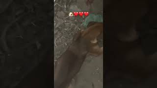 🐶❤️shorts youtubeshorts shortvideotrendingfunnyviralshortsyoutubepitbulldog viralvideo [upl. by Gasper]