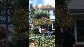 This Guy Was HEATED tree trimming grassmastermatt shorts [upl. by Cirdek796]